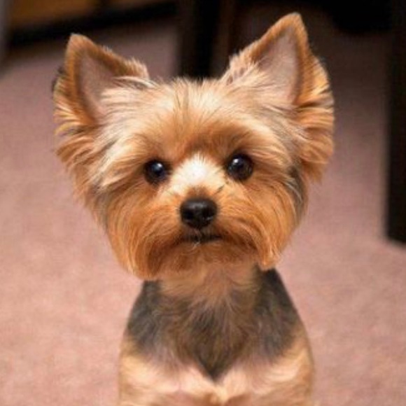 Meet your Posher, Veronica - Picture 1 of 1